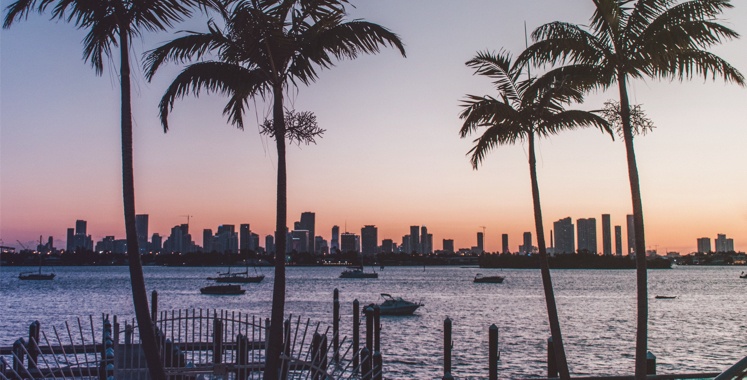 boats on the water with palm trees with skyscrapers in the distance