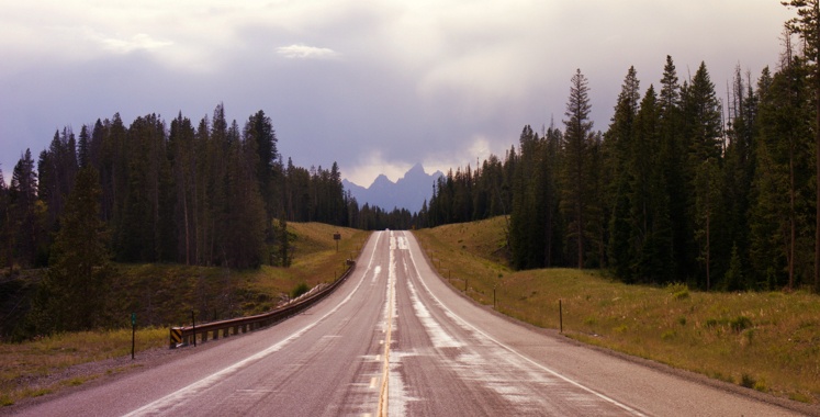a road carved out between trees in Wyoming