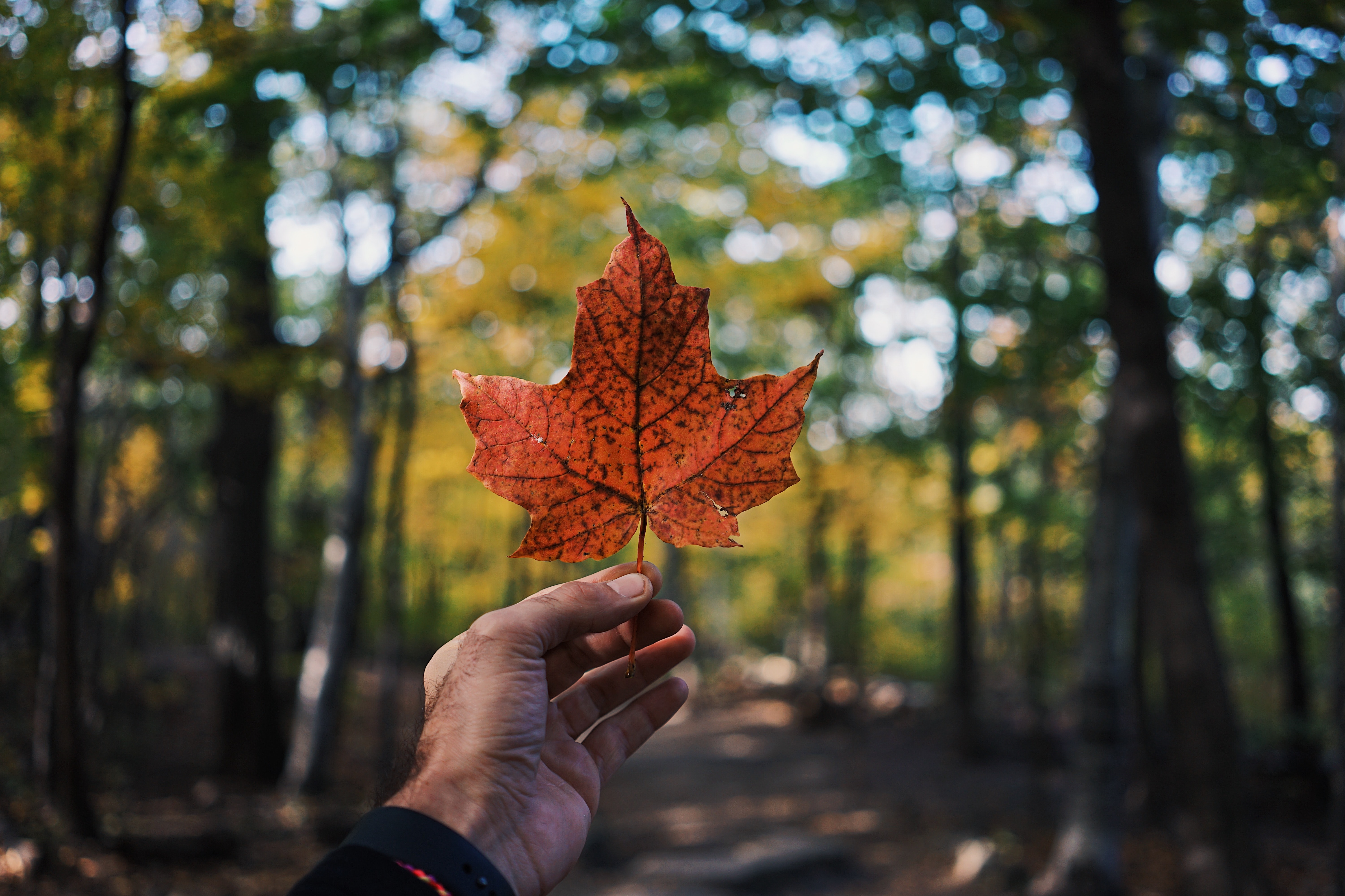 How to apply for a Canada student visa