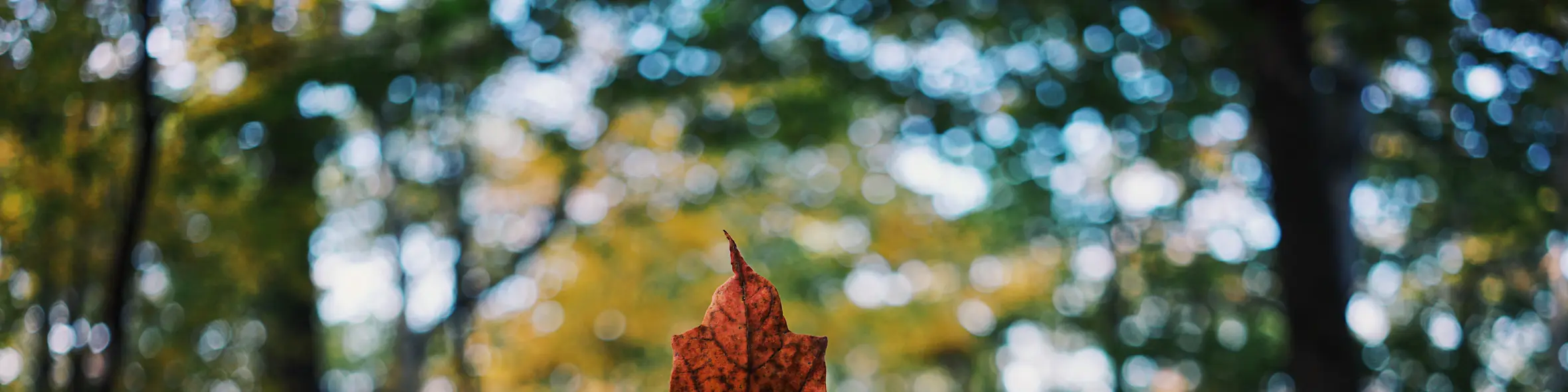 How to apply for a Canada student visa