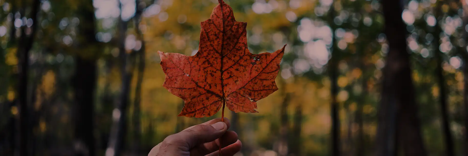 Canada Student Visa Requirements Process Costs Study Permit