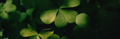 How to apply for an Ireland student visa