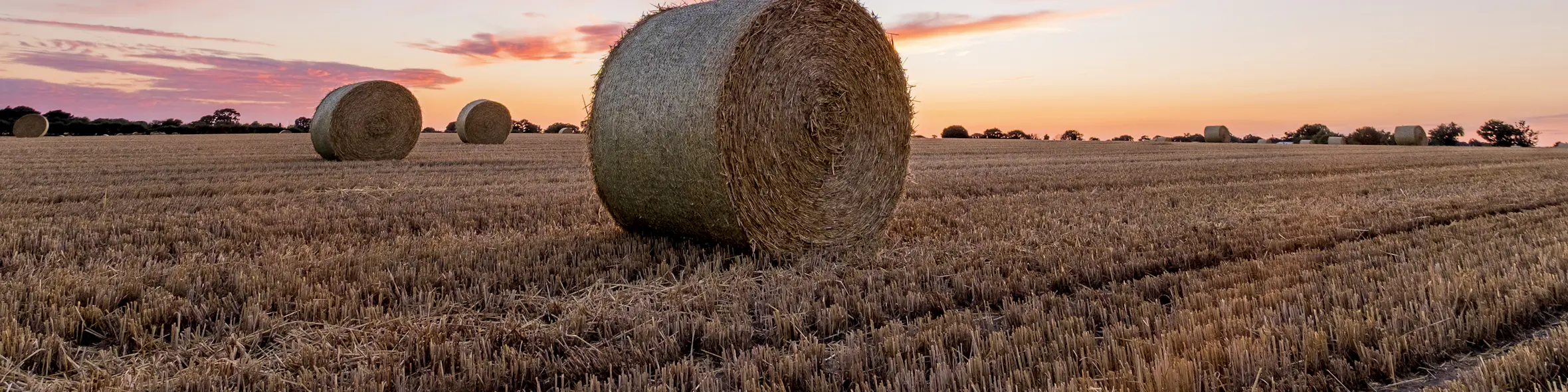 Image reflecting the subject area of Agriculture, Food & Animal Sciences, relating to the program.