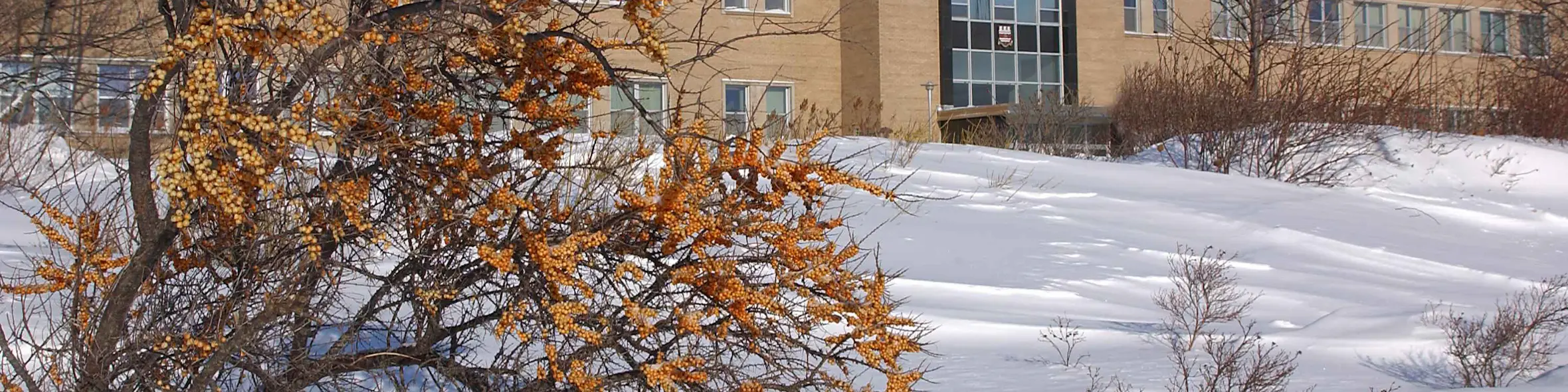 Memorial University of Newfoundland campus view